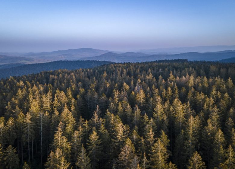 Massif of black woods