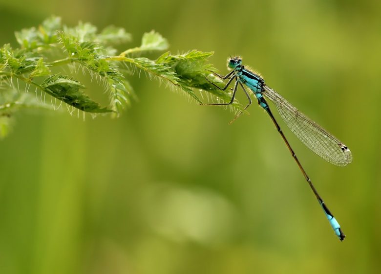 "Kleine Naturalist" cursus