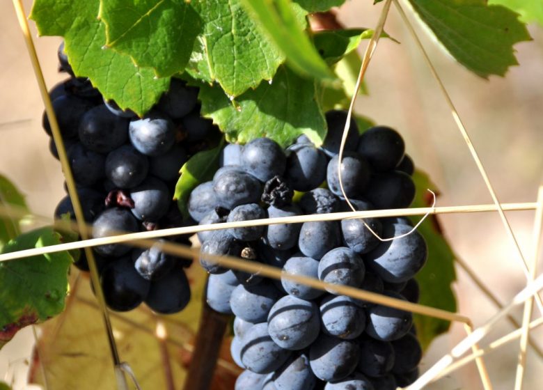 Domaine de la Bénisson-Dieu – Régis and Aude Anouil