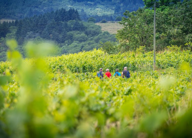 Gourmet walk in Côte Roannaise