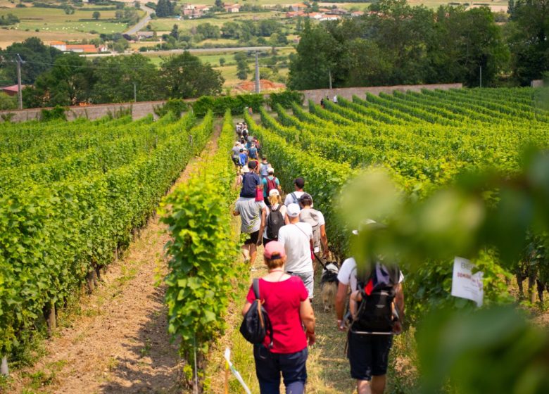 Gastronomische wandeling in Côte Roannaise