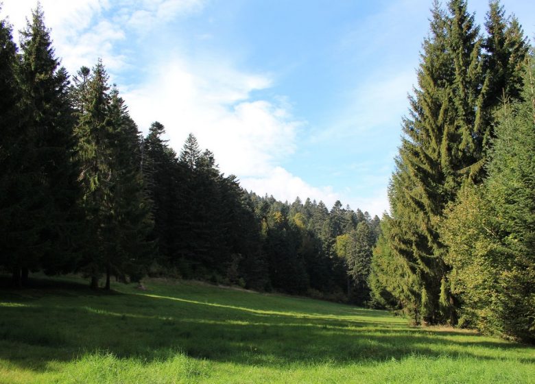 Forêt de Bécajat