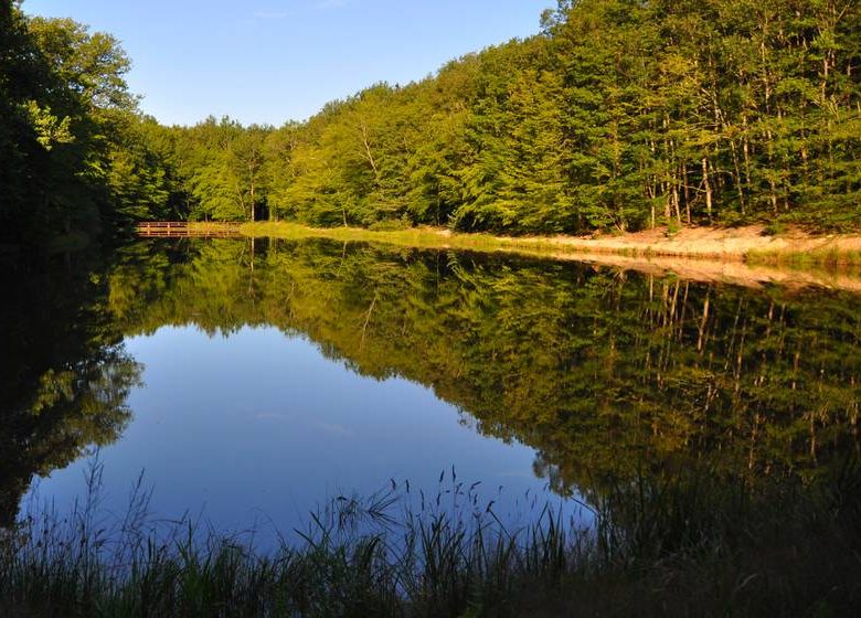 Forêt de Lespinasse