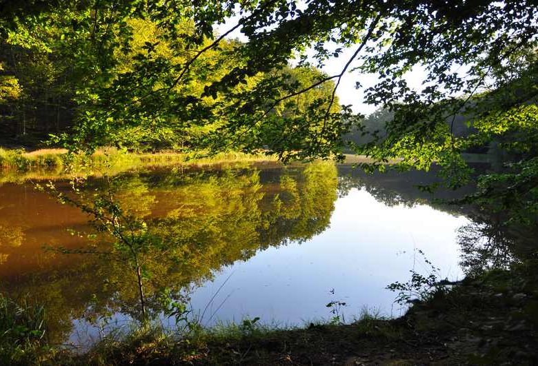 Lespinasse forest