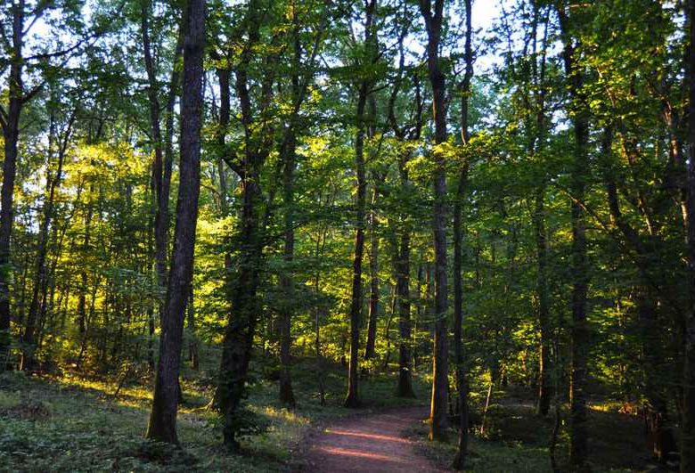 Wald von Lespinasse