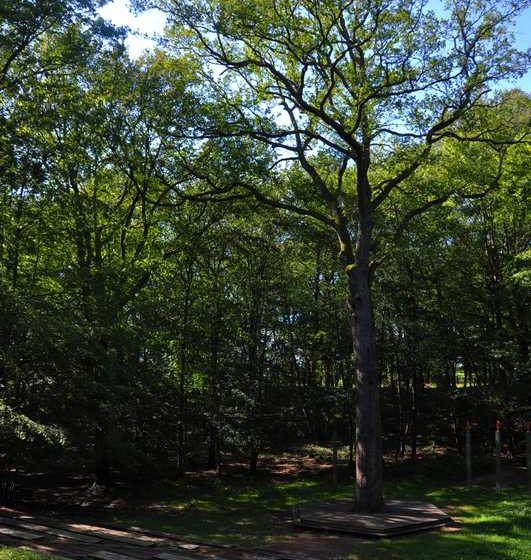 Forêt de Lespinasse