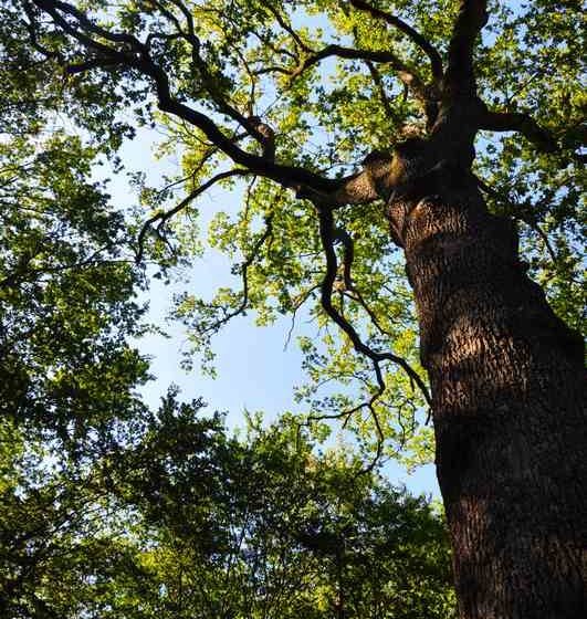 Wald von Lespinasse