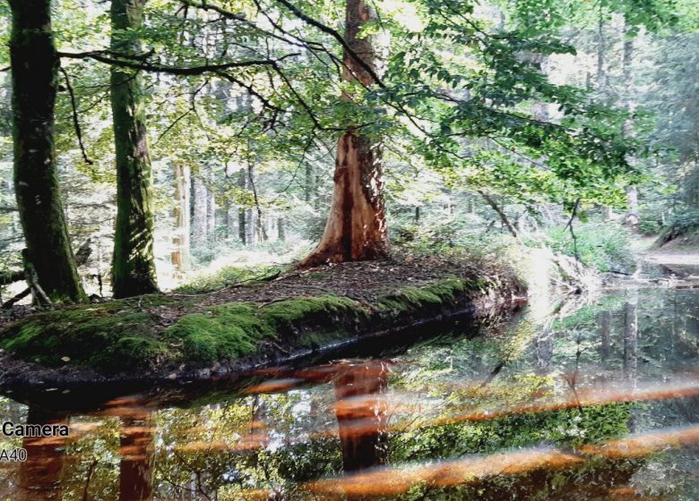 SEVE Sens Essences Vies Energies Een bad van een nieuwe natuur