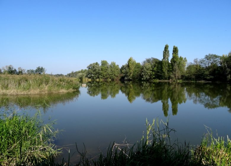 The Gravel Pit with Birds