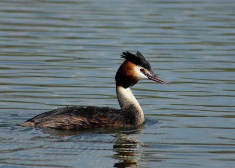 The Gravel Pit with Birds