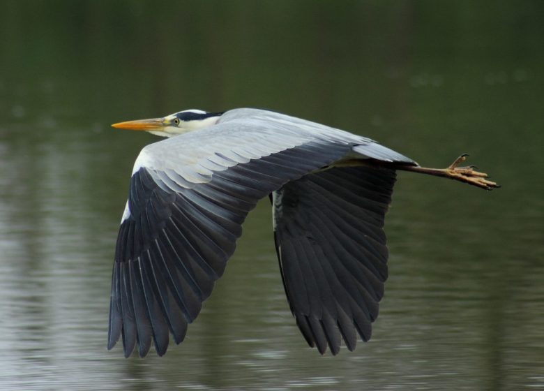 The Gravel Pit with Birds