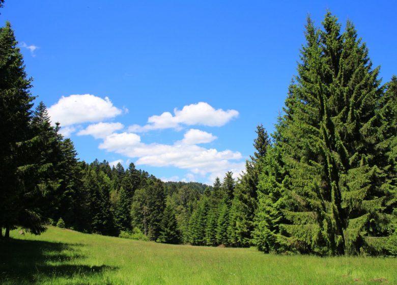 Arboretum and forest of the Grands Murcins