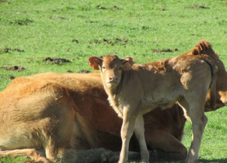 De Limousin-boerderij in Urfé