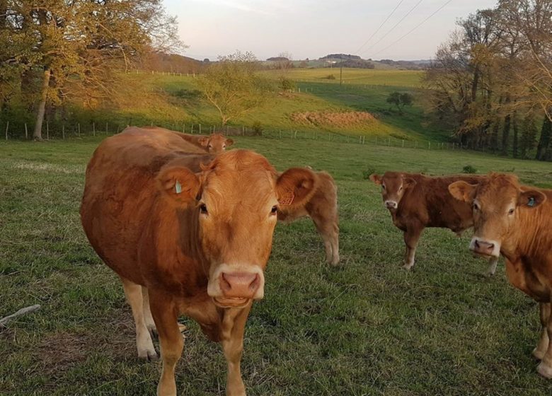 Die Limousin-Farm in Urfé