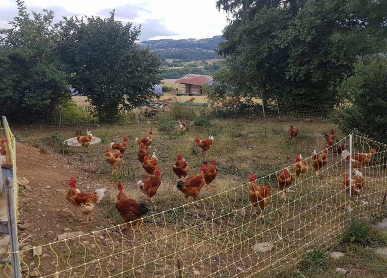 Die Limousin-Farm in Urfé