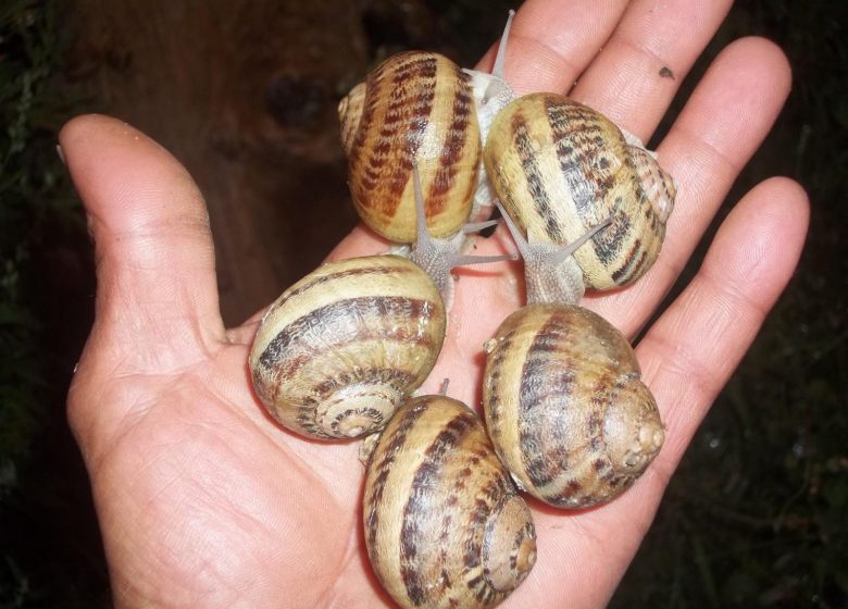 L’Escargot de Saint Bonnet