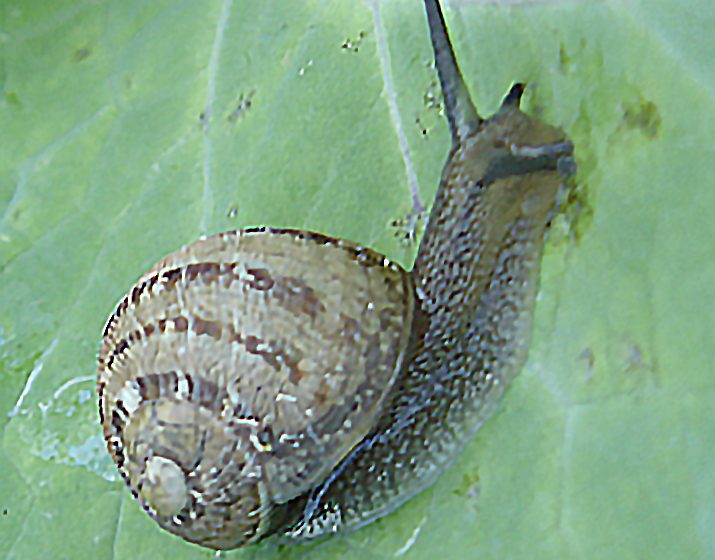 Die Heilige Haubenschnecke