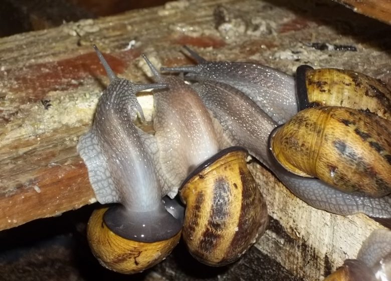 Die Heilige Haubenschnecke