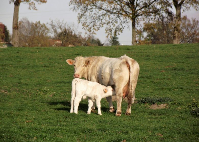 La Triplette Charoline