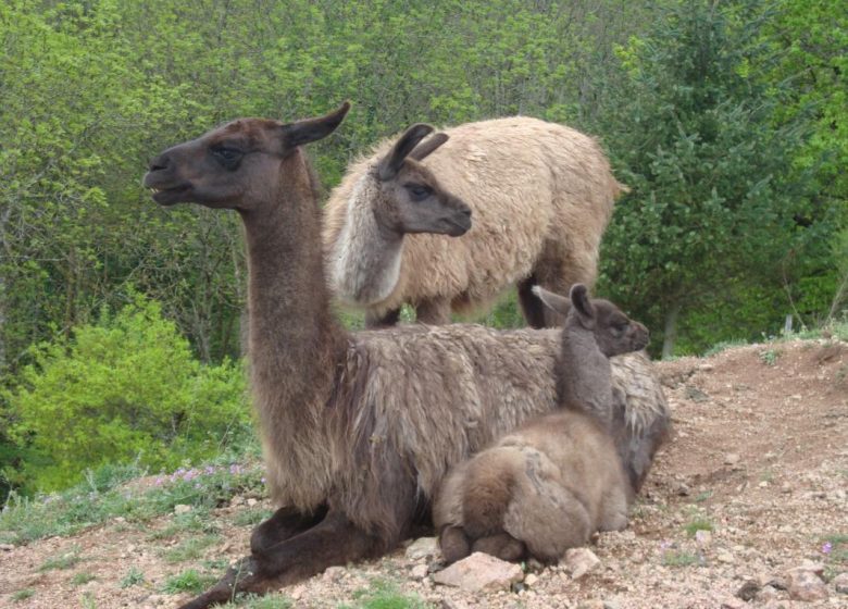 La Bruyere mit Lamas