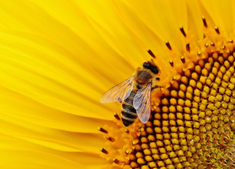 Découverte des insectes pollinisateurs avec les Amis des Arbres