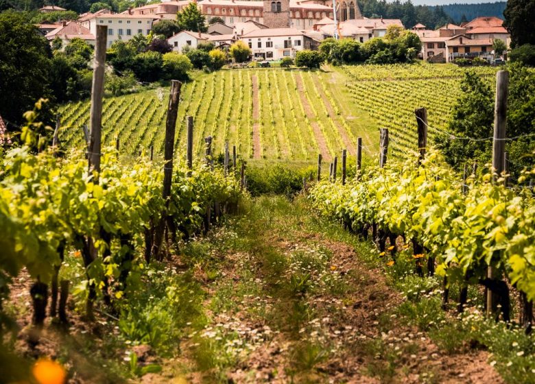 Route des Vins Forez-Roannais en Loire Volcanique