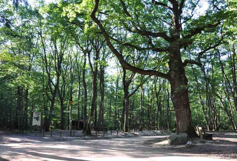 Picknickplaatsen in het bos van Lespinasse