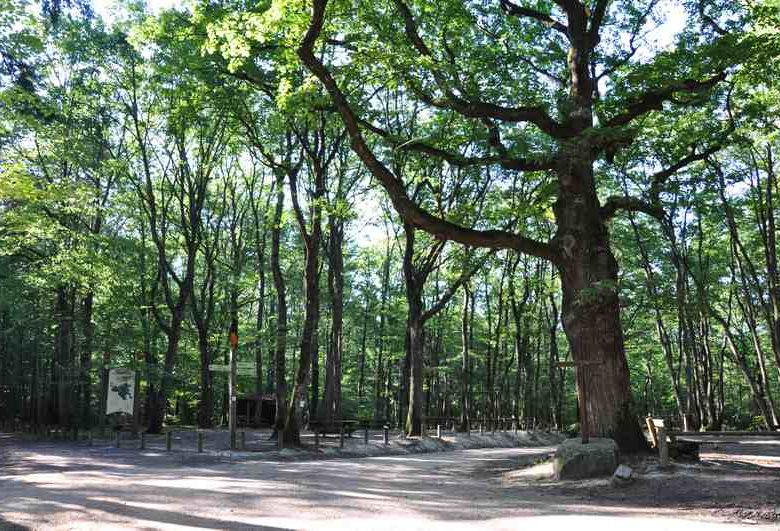 Picnic areas in Lespinasse Forest