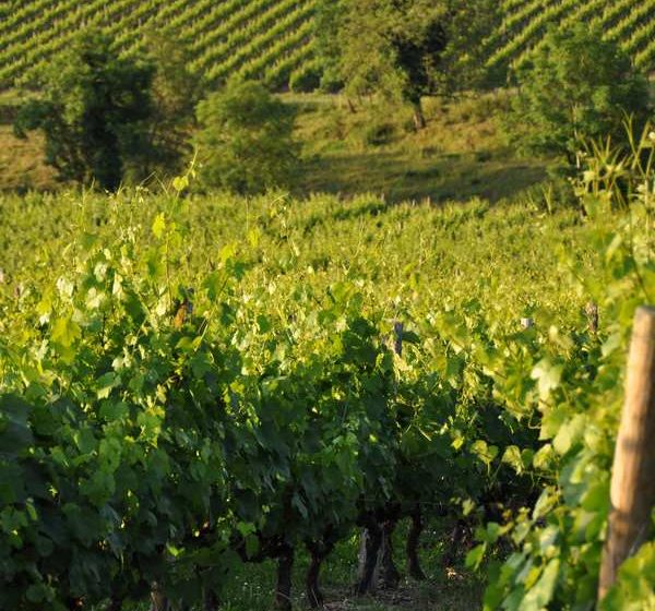 De wijngaard van de Côte Roannaise