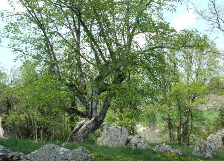 Picknickplatz in Chirat