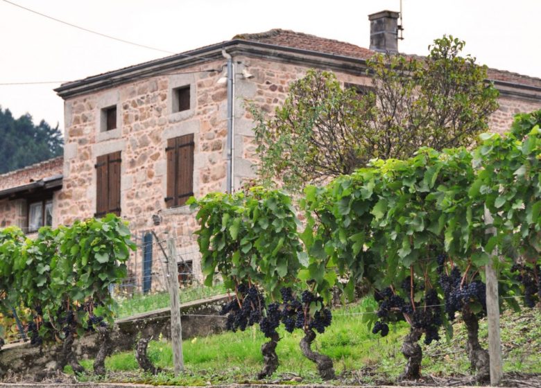 Domaine Désormière - Eric und Thierry Désormière