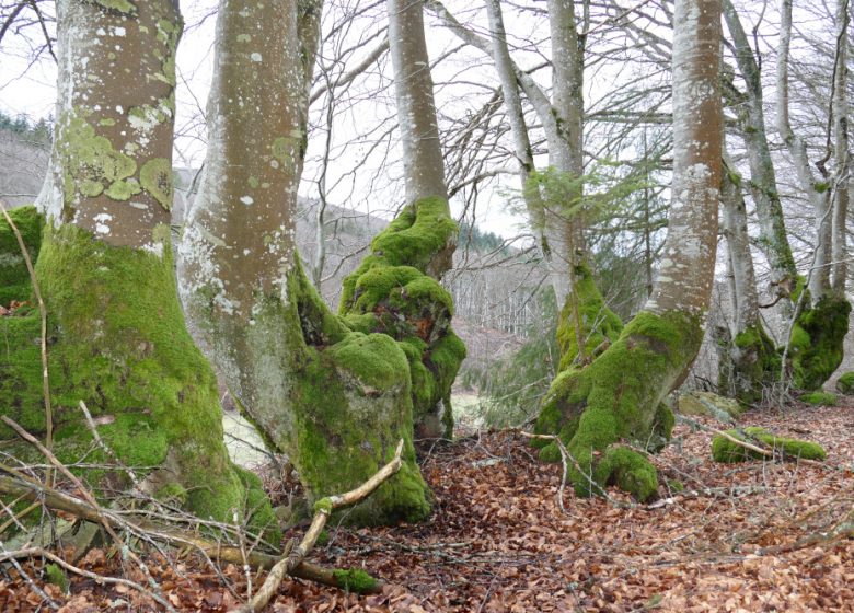 Sentier pédestre de découverte – Forêt de Bécajat