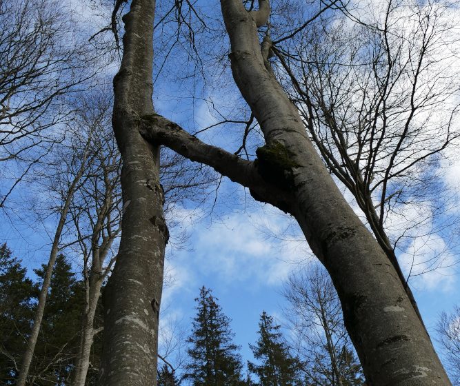 Sentier pédestre de découverte – Forêt de Bécajat