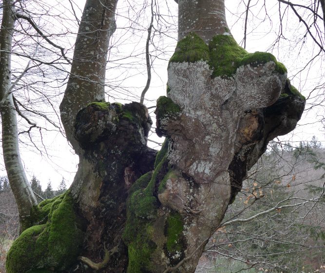 Sentier pédestre de découverte – Forêt de Bécajat