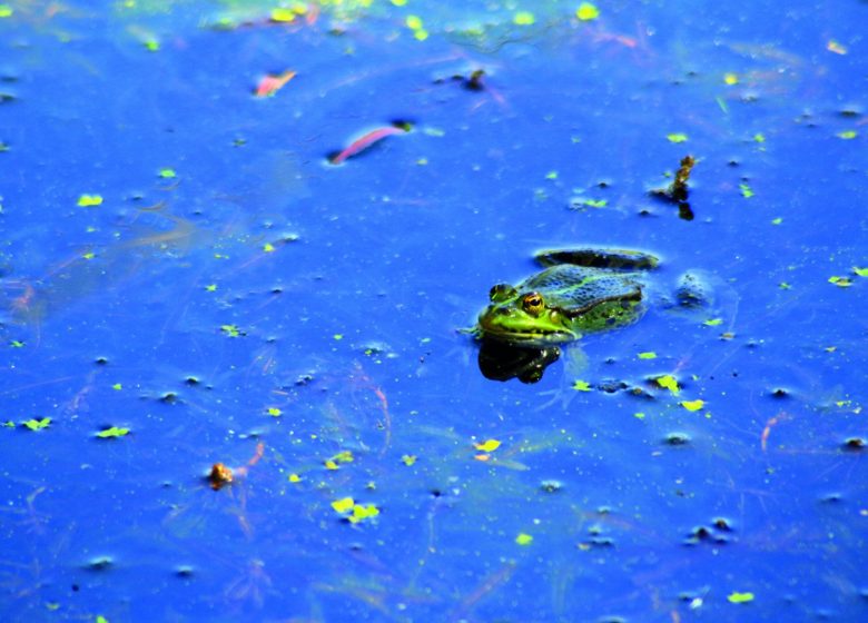 La gravière aux oiseaux