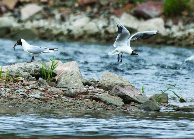 Sentier Loire Nature