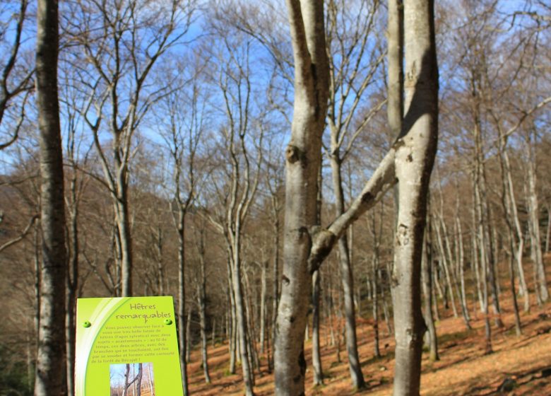 Sentier pédestre de découverte – Forêt de Bécajat