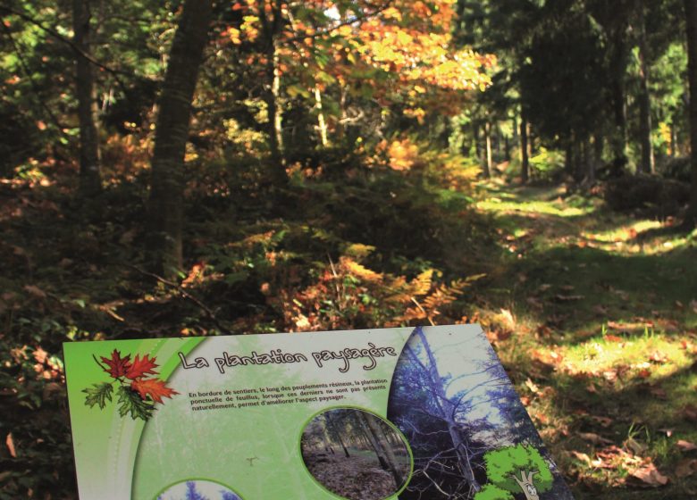 Sentier pédestre de découverte – Forêt de Bécajat