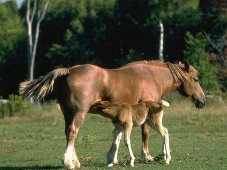 Domaine de Braille equestrian center